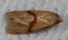 Cochylis caulocatax