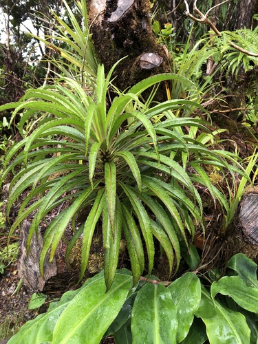 Trematolobelia kauaiensis