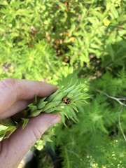 Hippodamia glacialis