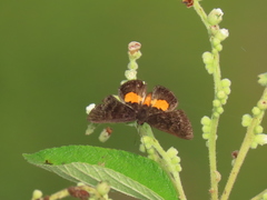 Pirascca tyriotes