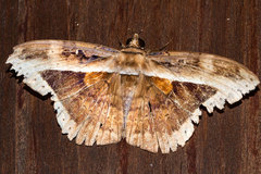Hemeroblemma opigena
