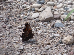 Polygonia comma