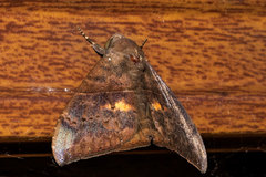 Ophisma