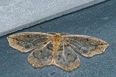 Hydatoscia ategua