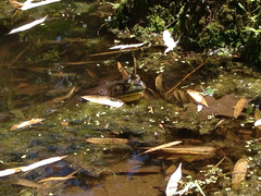 Lithobates catesbeianus