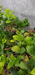 Gaultheria shallon