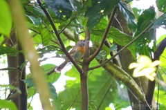Pheugopedius rutilus