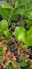 Gaultheria shallon
