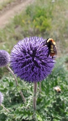 Echinops latifolius