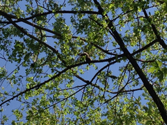 Sciurus carolinensis