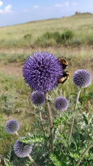 Echinops latifolius