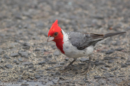 Red-crested Cardinal