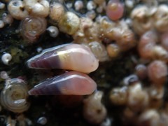 Melanella micans