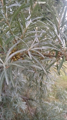Hippophae rhamnoides