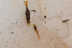 Paratya curvirostris