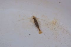 Paratya curvirostris