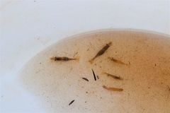 Paratya curvirostris