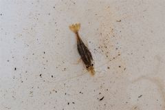 Paratya curvirostris