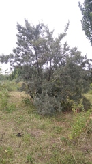 Hippophae rhamnoides