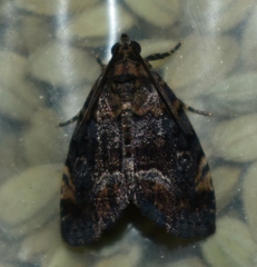 Ozarba accincta