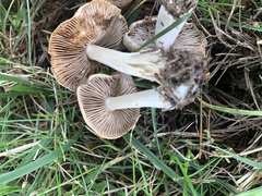 Inocybe nothomixtilis