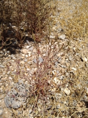 Cordylanthus parviflorus