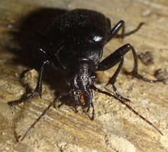 Calosoma alternans