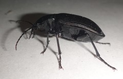 Calosoma alternans