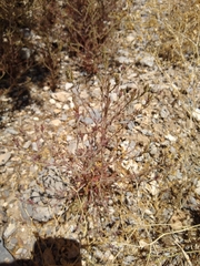 Cordylanthus parviflorus