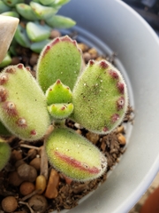 Cotyledon tomentosa