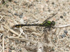 Ophiogomphus mainensis