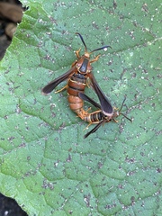 Vitacea polistiformis