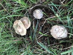 Inocybe nothomixtilis