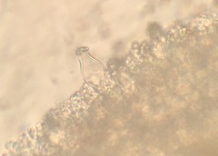 Inocybe nothomixtilis