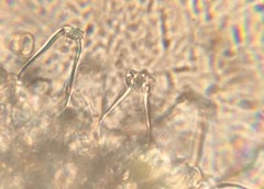 Inocybe nothomixtilis