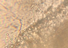 Inocybe nothomixtilis