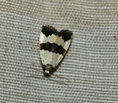 Maliattha quadripartita