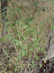 Breynia oblongifolia