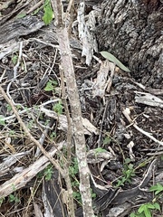 Breynia oblongifolia