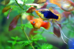 Southern Platyfish photo 5