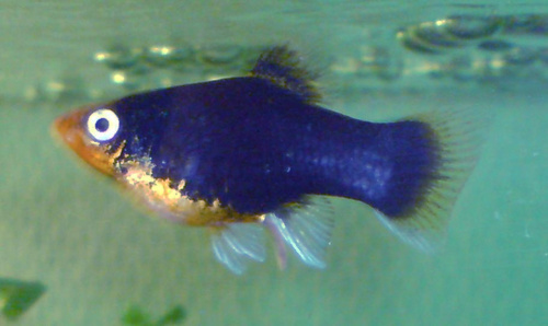 Southern Platyfish
