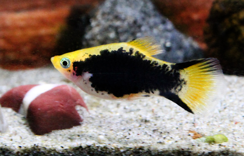 Southern Platyfish