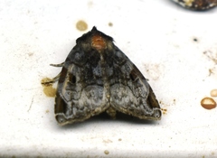 Androlymnia emarginata