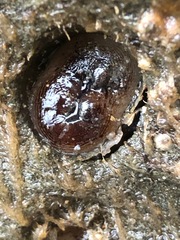 Zirfaea pilsbryi