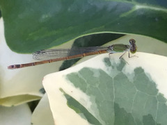 Coenagrionidae