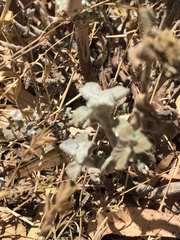 Marrubium vulgare
