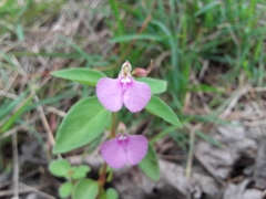 Impatiens minor