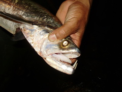 Rhaphiodon vulpinus