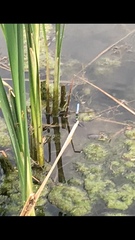 Pachydiplax longipennis