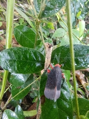 Kalidasa lanata